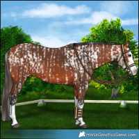 Horse Color:Bay Sabino Appaloosa and Bay Sabino Splash