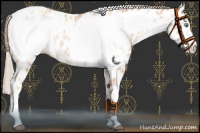Horse Color:Gold Champagne Pearl Near Leopard Rabicano  and Gold Champagne Pearl Frame Near Leopard Rabicano 