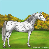 Horse Color:Smoky Blue Roan Splash Leopard 