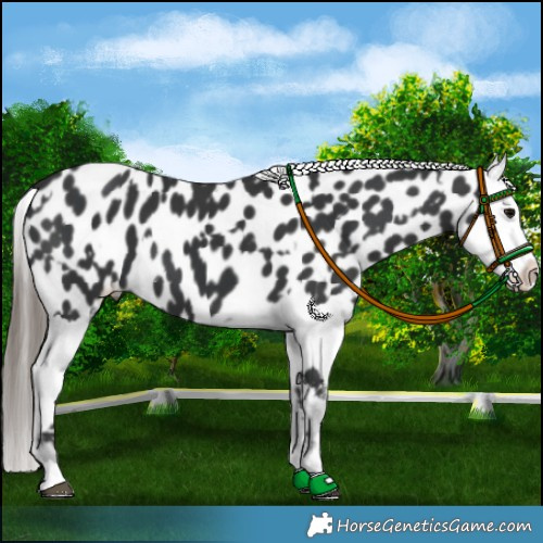 Horse Color:Black Appaloosa and Black Splash Appaloosa