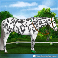 Horse Color:Black Appaloosa  and Black Splash Appaloosa 