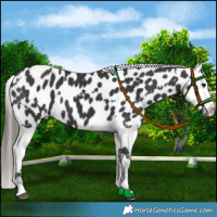 Horse Color:Black Appaloosa  and Black Splash Appaloosa 