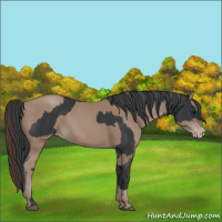 Horse Color:Black  and Classic Champagne 