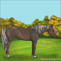 Horse Color:Black  and Silver Black 