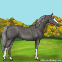 Horse Color:Platinum White Spotted Chocolate Palomino 