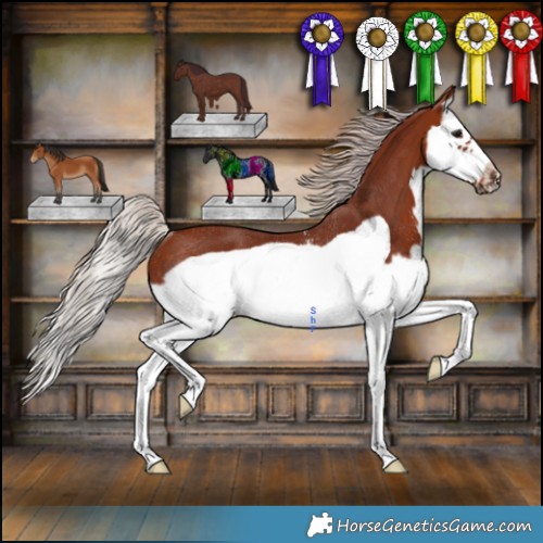 Horse Color:Chocolate Silver Bay Sabino Splash Frame Rabicano 