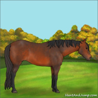 Horse Color:Bay 