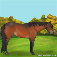 Horse Color:Bay 
