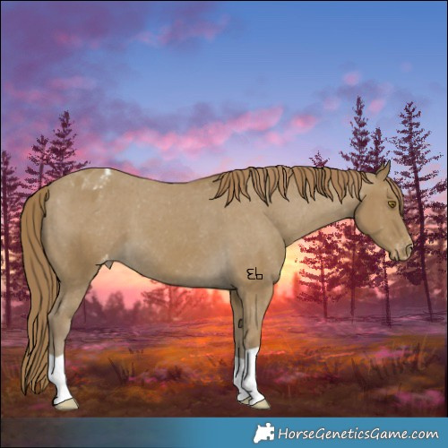 Horse Color:Classic Cream Champagne Appaloosa