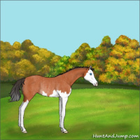Horse Color:Bay Roan Splash Rabicano