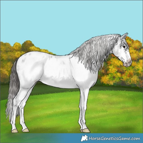 Horse Color:White Spotted Blue Roan Splash Frame Appaloosa 