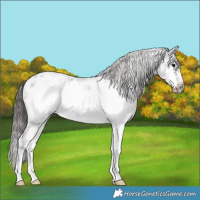 Horse Color:White Spotted Blue Roan Splash Frame Appaloosa 