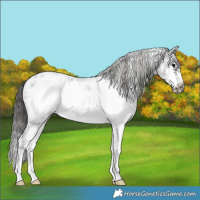 Horse Color:White Spotted Blue Roan Splash Frame Appaloosa