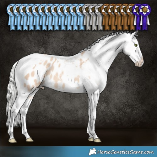 Horse Color:Silver Amber Champagne Dun Splash Tobiano Appaloosa Rabicano