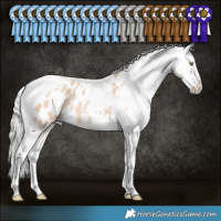 Horse Color:Silver Amber Champagne Dun Splash Tobiano Appaloosa Rabicano