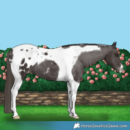 Horse Color:Liver Chestnut Tobiano Appaloosa