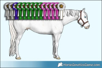 Horse Color:Chocolate Palomino Pearl Sabino 