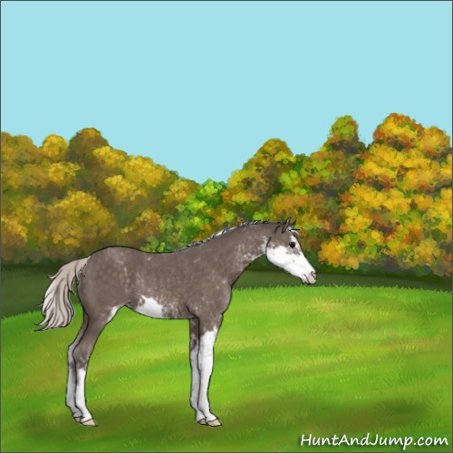 Horse Color:Silver Black Sabino Rabicano 
