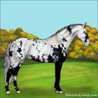 Horse Color:Nacre Watercolor White Spotted Buckskin Ice Pearl Dun Splash 