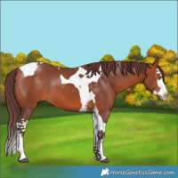 Horse Color:Chocolate Bay Splash Tobiano 