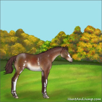 Horse Color:White Spotted Chocolate Brown 