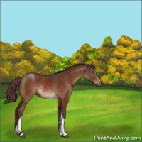 Horse Color:White Spotted Chocolate Bay 