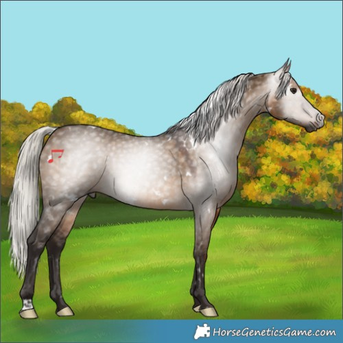 Horse Color:Gray White Spotted Silver Bay Dun 