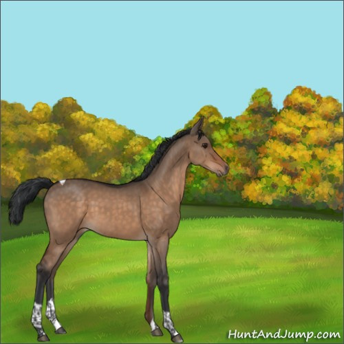 Horse Color:Brown Dun Tobiano 
