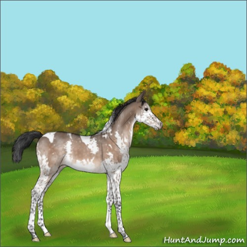 Horse Color:White Spotted Brown Dun Splash Tobiano