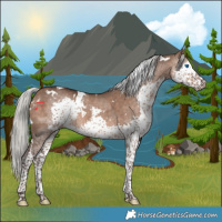 Horse Color:White Spotted Silver Brown Dun Splash Tobiano Rabicano 