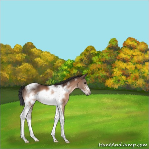 Horse Color:Bay Sabino Tobiano Frame 