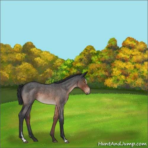 Horse Color:Brown Roan Sabino 