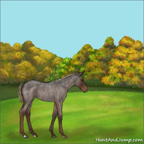 Horse Color:Liver Red Roan Rabicano 