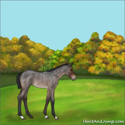 Horse Color:Brown Roan 