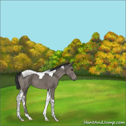 Horse Color:Black Tobiano 
