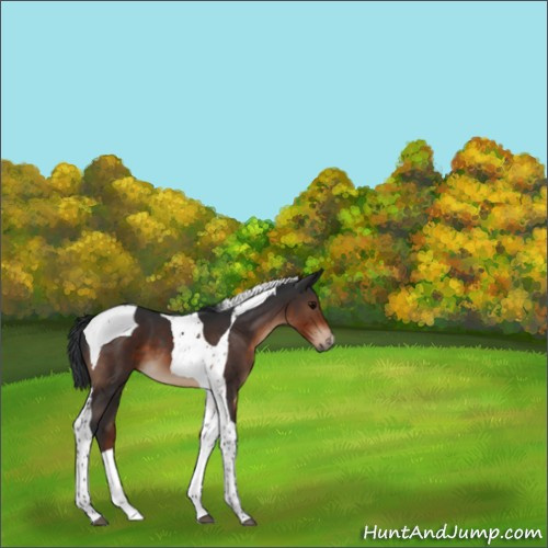 Horse Color:Brown Tobiano 
