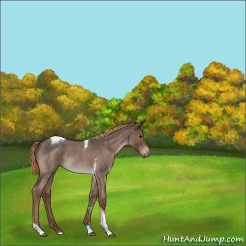 Horse Color:Liver Red Roan Tobiano Rabicano 