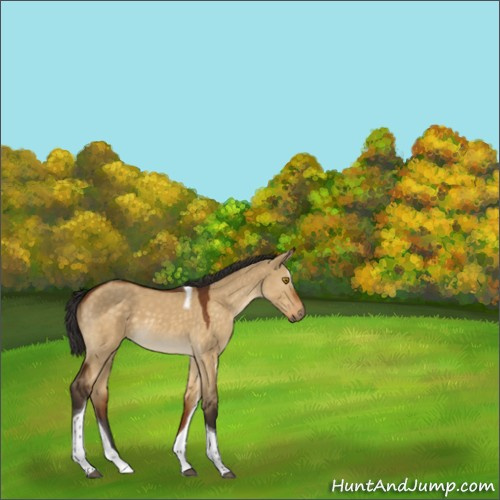 Horse Color:Buckskin Dun Sabino Tobiano 
