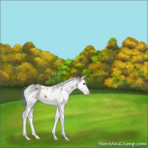 Horse Color:Bay Sabino Splash Rabicano 