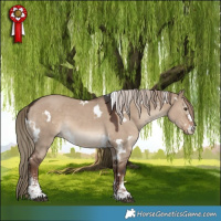 Horse Color:White Spotted Liver Red Dun Sabino 