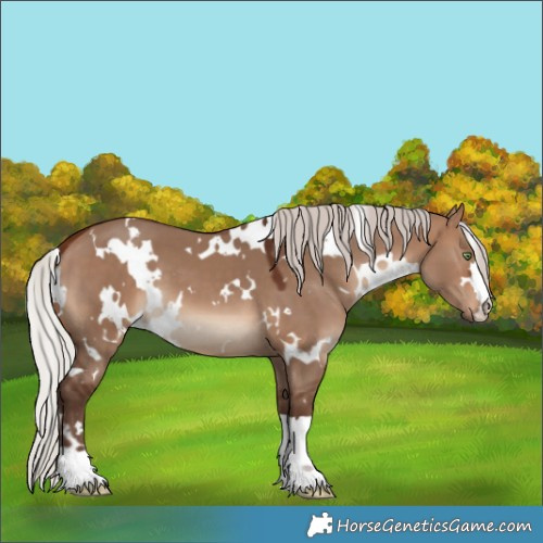 Horse Color:White Spotted Silver Brown Dun 