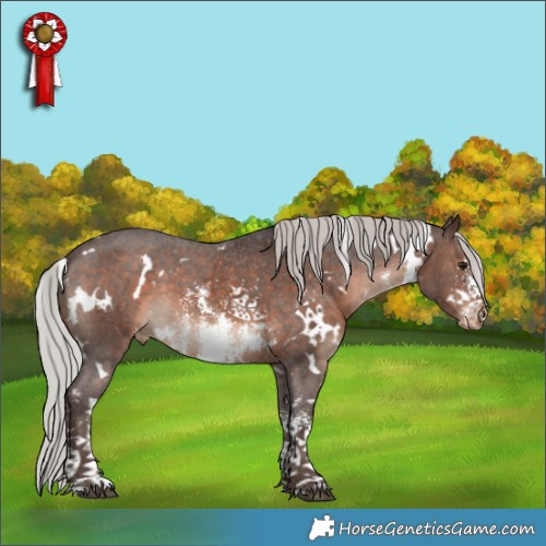 Horse Color:White Spotted Silver Brown Sabino Appaloosa 
