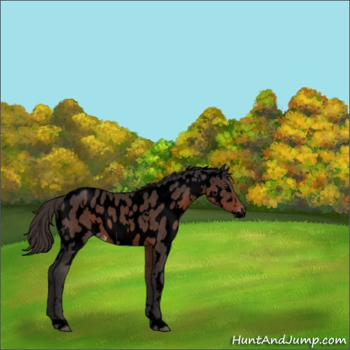 Horse Color:Void White Spotted Liver Chestnut Appaloosa 