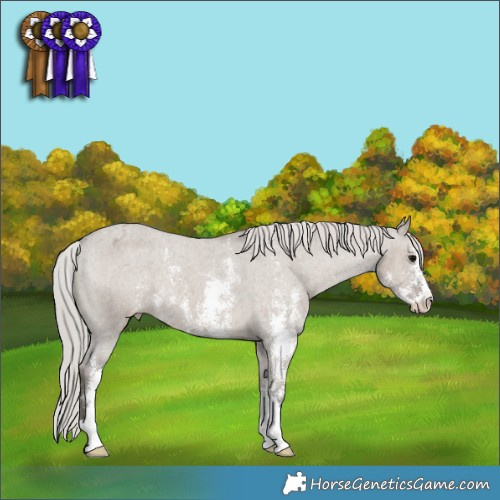 Horse Color:Silver Grullo Sabino Appaloosa 