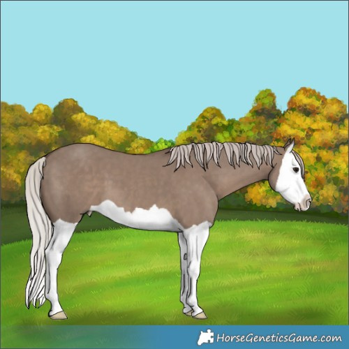 Horse Color:Silver Grullo Splash 