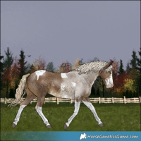 Horse Color:Chocolate Palomino Sabino Tobiano