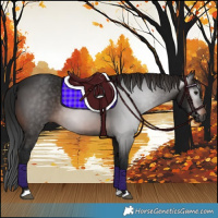 Horse Color:Gray Brown 