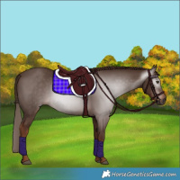 Horse Color:Gray Chestnut 