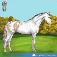 Horse Color:Buckskin Mushroom Sabino Appaloosa 