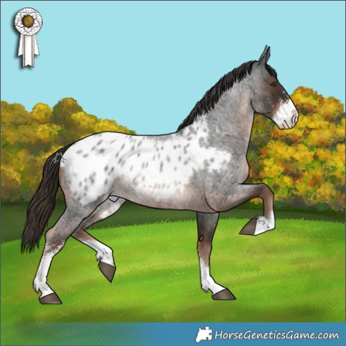 Horse Color:Liver Red Roan Sabino Appaloosa 